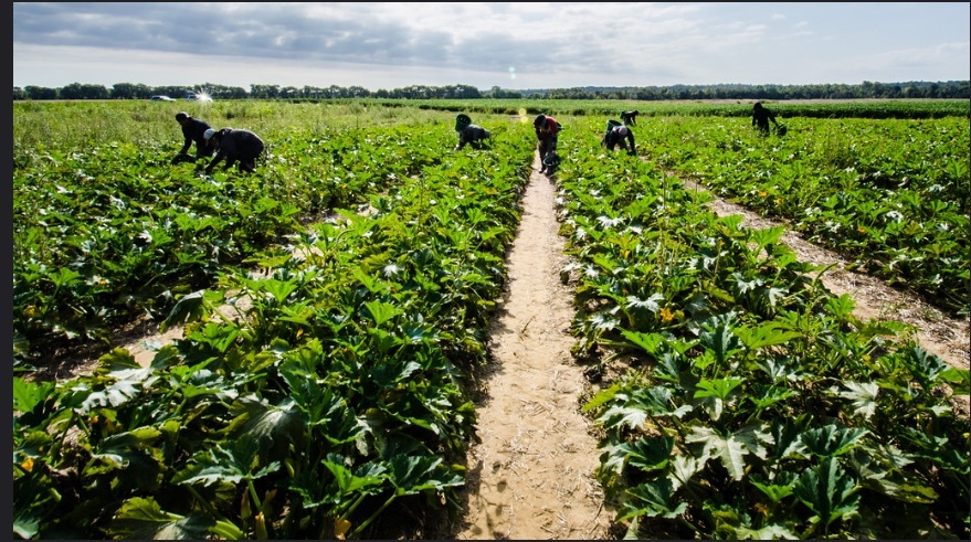 Fed's H-2A labor costs leave N.C. farmers struggling to compete - Vimarsana News