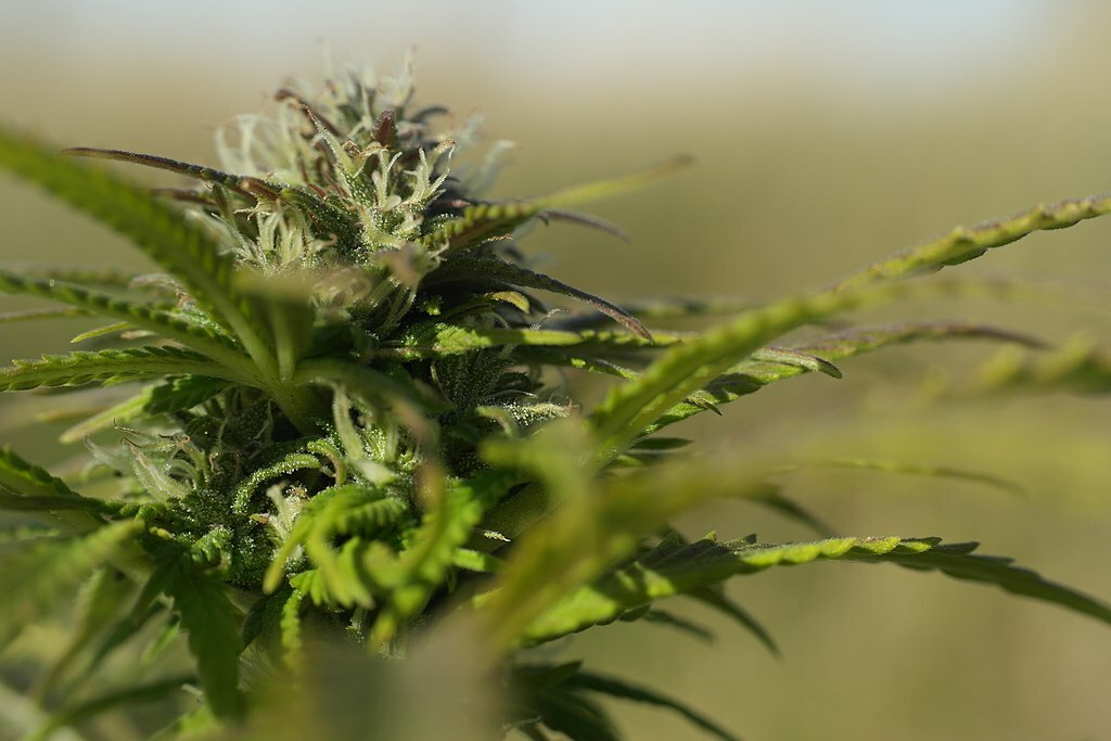 The futile resistance to the Cherokee's likely legalizing of marijuana - Vimarsana News