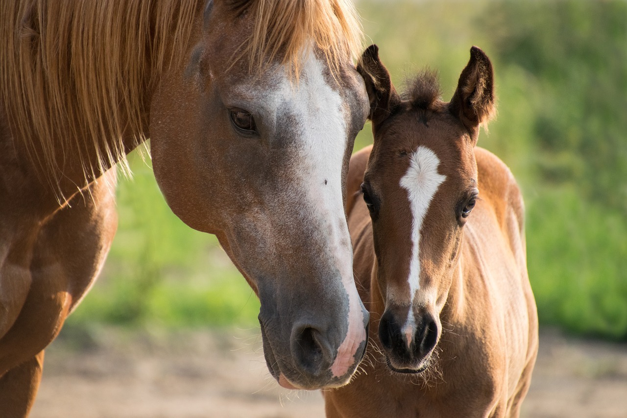 Split Appeals Court rejects Orange County horse farm owner's development dispute - Vimarsana News