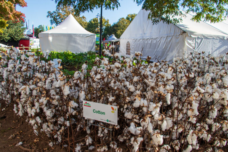 Cotton at The Field of Dreams at the NC State Fair