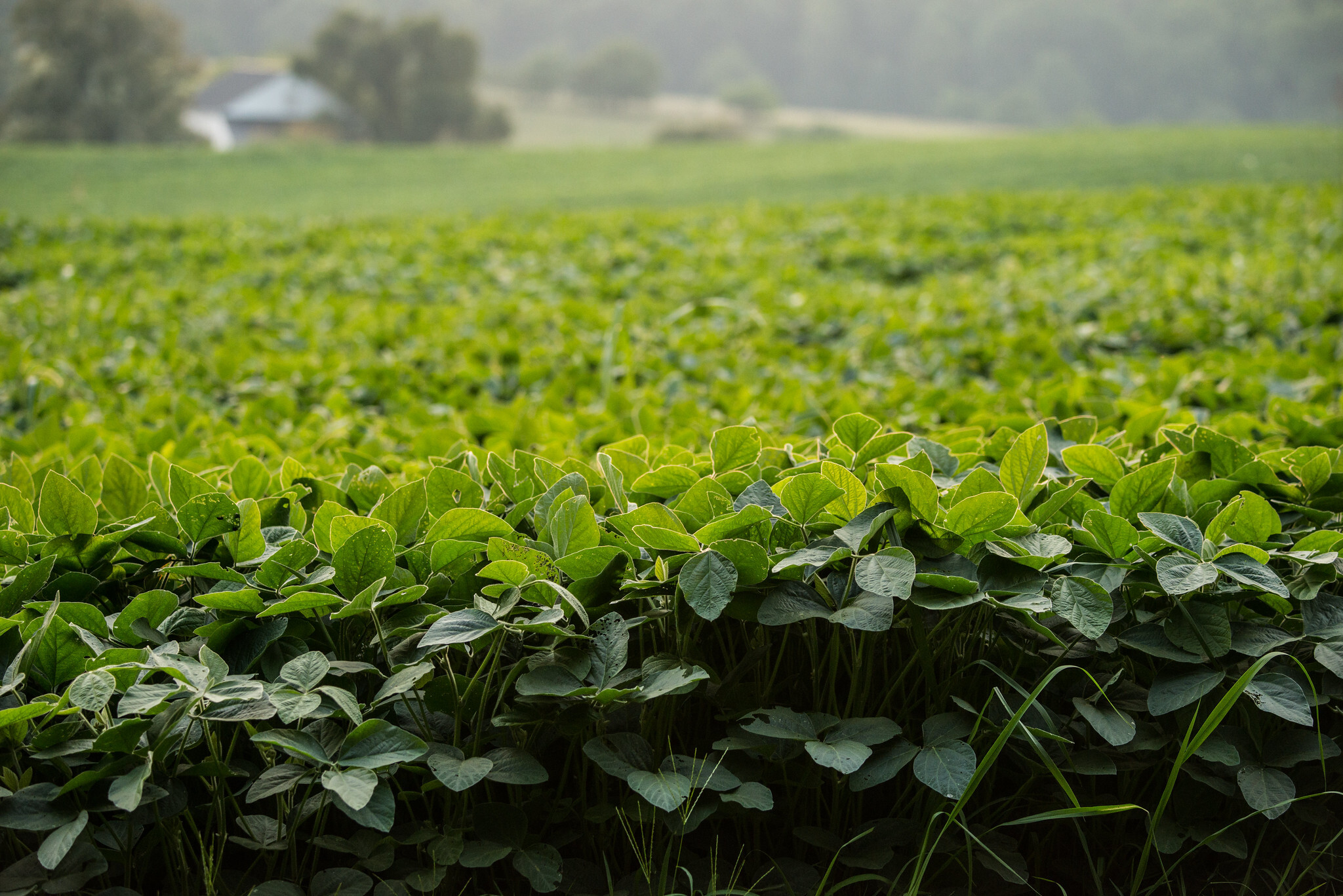Chinese imports of Brazilian soybeans rise, despite US trade deal