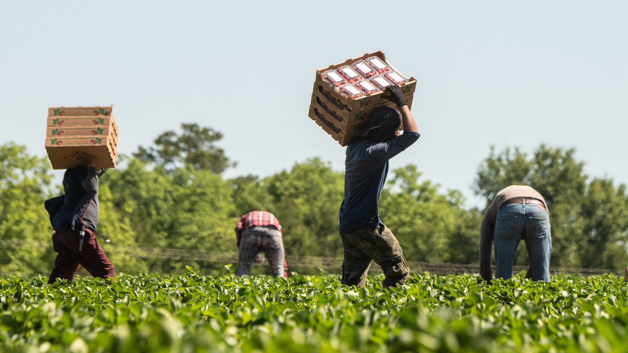 Study calls for working group to study H2A reforms