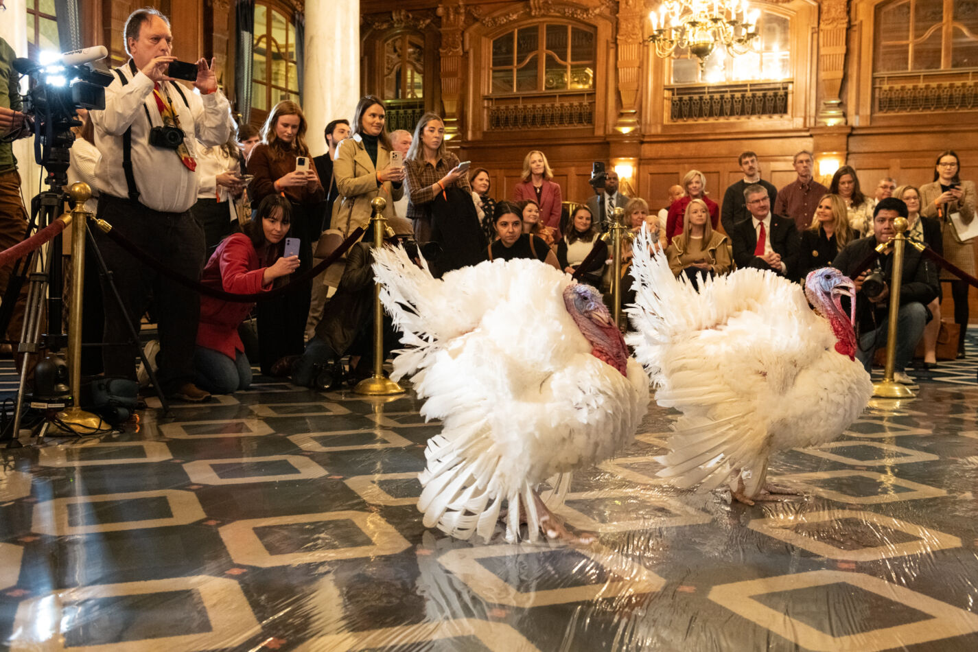 NC turkeys get luxury welcome in Washington ahead of Trump pardon