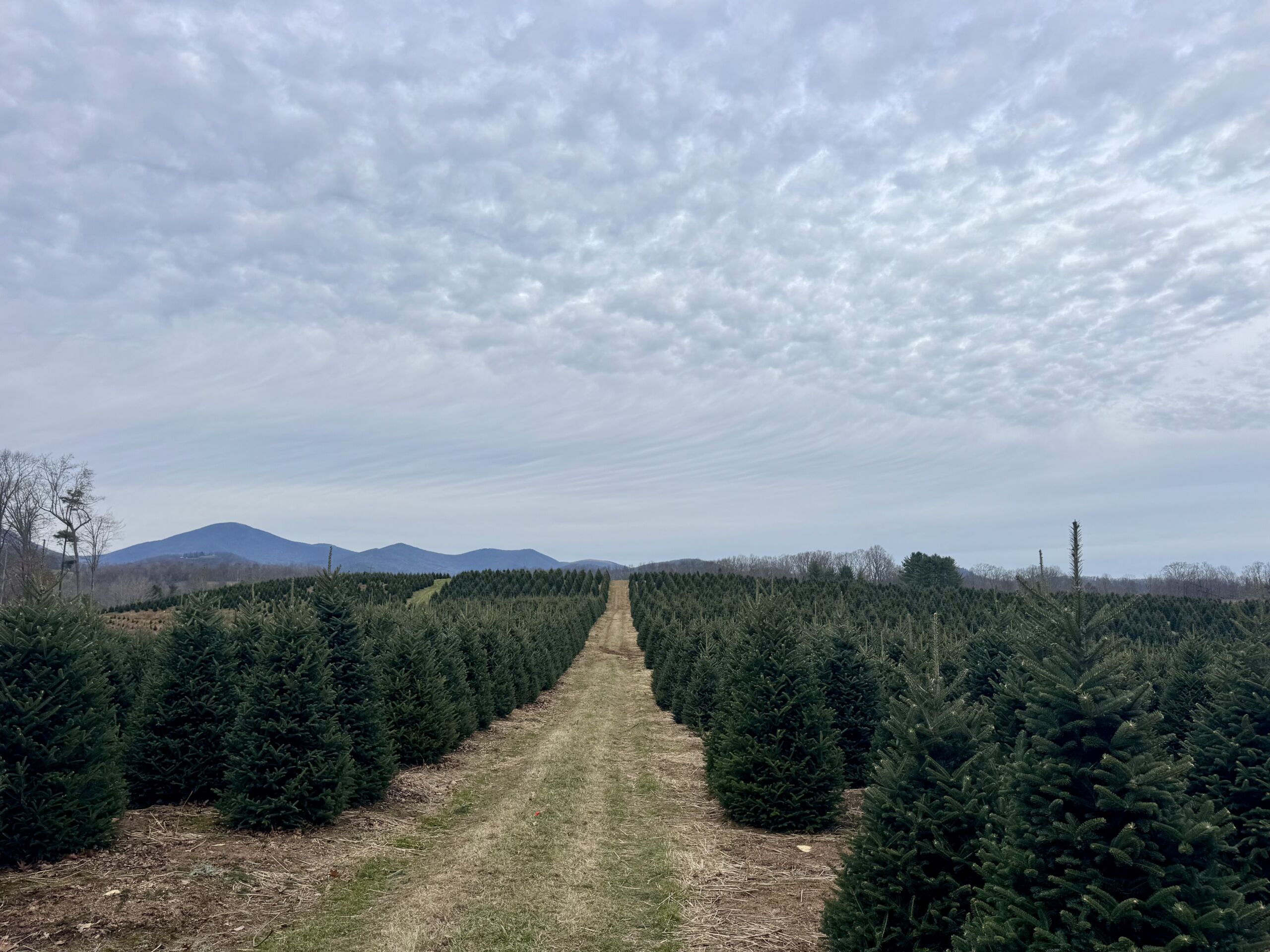 North Carolina Christmas tree season ends strong