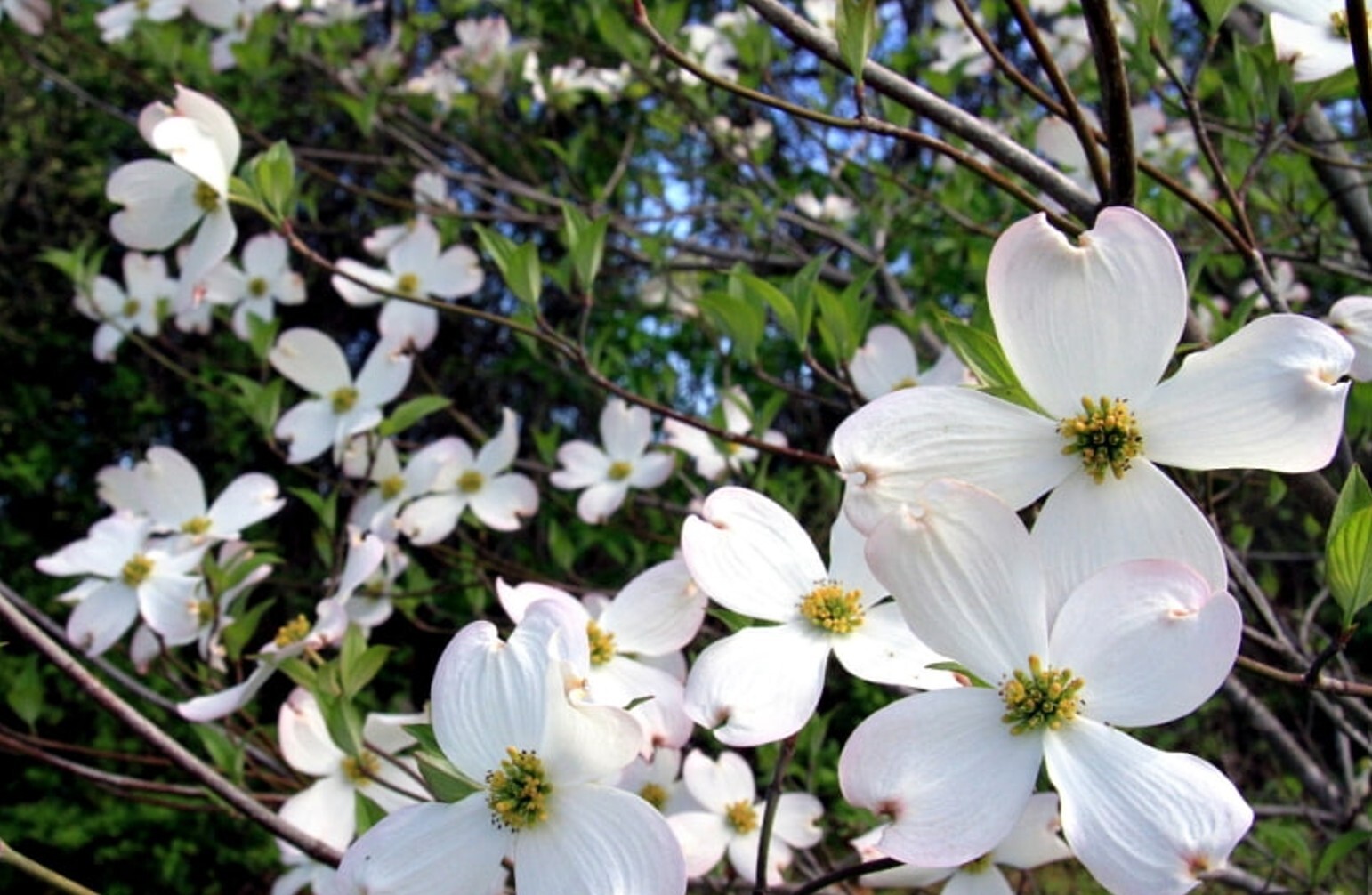 Go tell it on the mountain: Folklorist dishes on Appalachian Easter