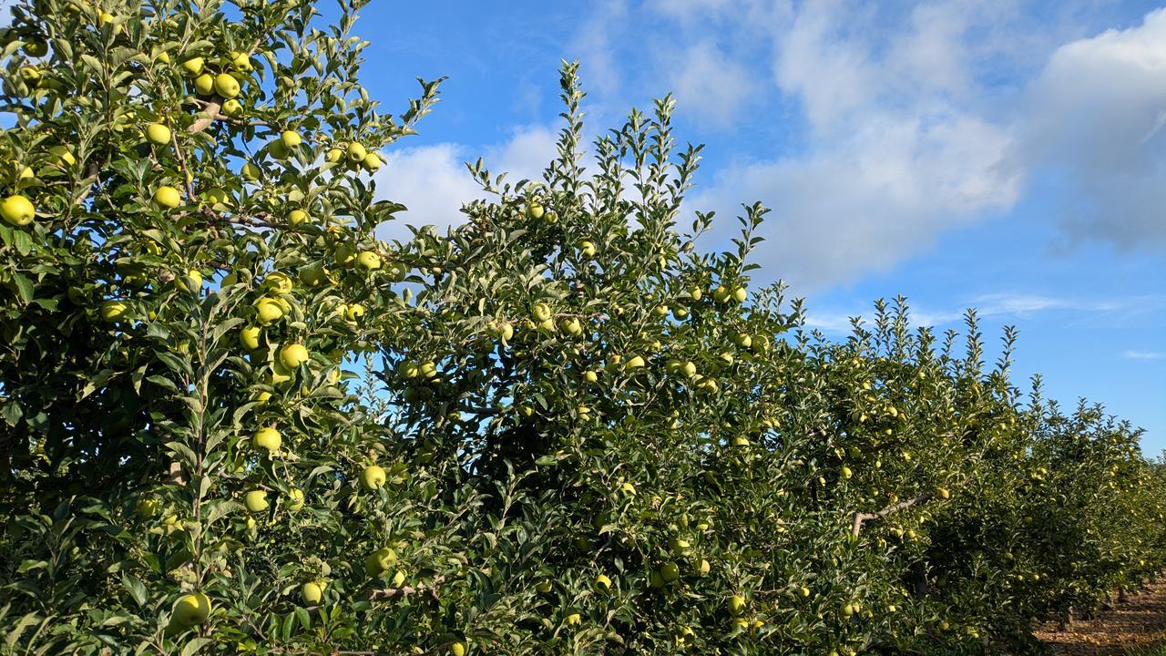 Heat pushes NC apple harvest earlier